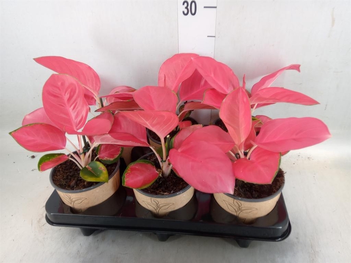 <h4>Aglaonema   ...</h4>