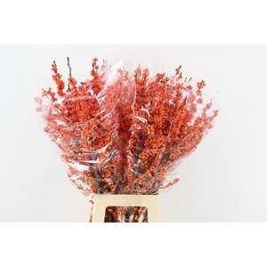 ILEX VE WINTER GOLD 80CM