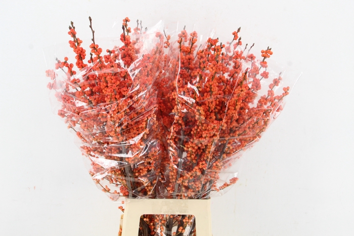 <h4>ILEX VE WINTER GOLD 80CM</h4>