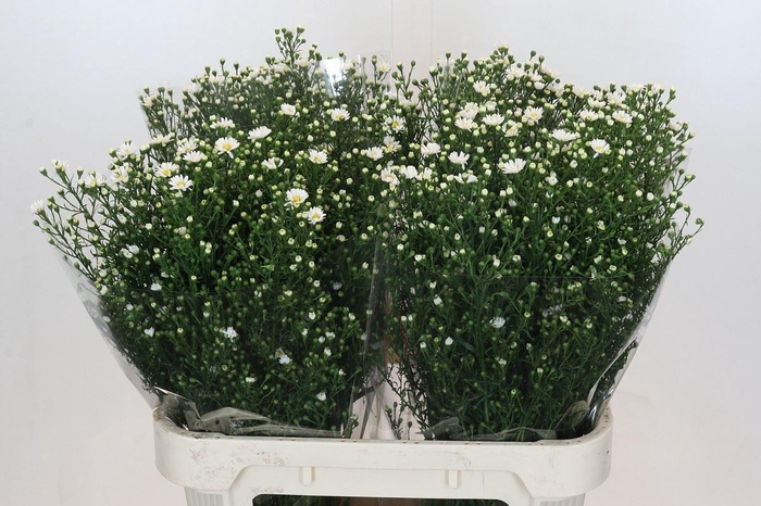 <h4>Aster N-B 'Paquita'</h4>