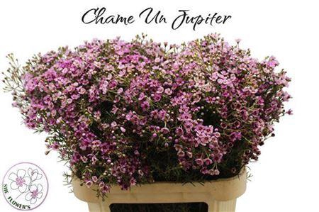 <h4>Chame Un Jupiter</h4>