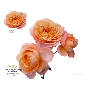 Rosa spray garden julieta honey