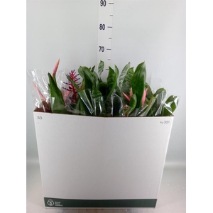Bromelia   ...mix
