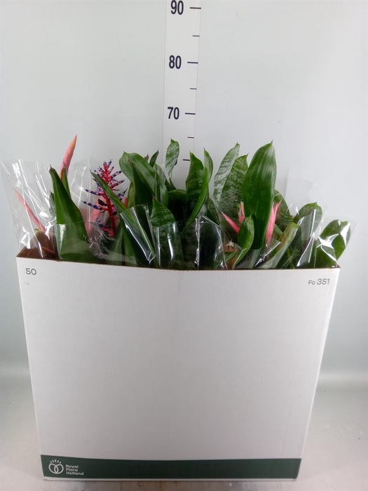 <h4>Bromelia ...mix</h4>
