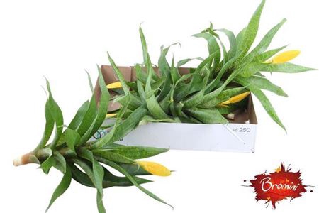 <h4>Bromeliabloem Geel</h4>