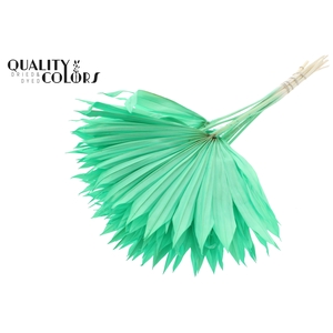 Sun Spear per stem Bleached Mint Green