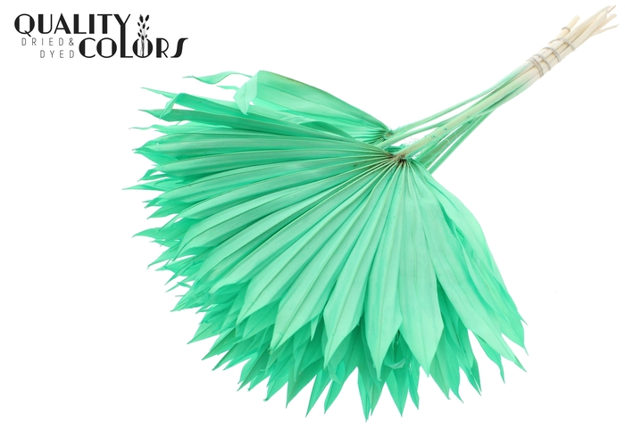 Sun Spear per stem Bleached Mint Green
