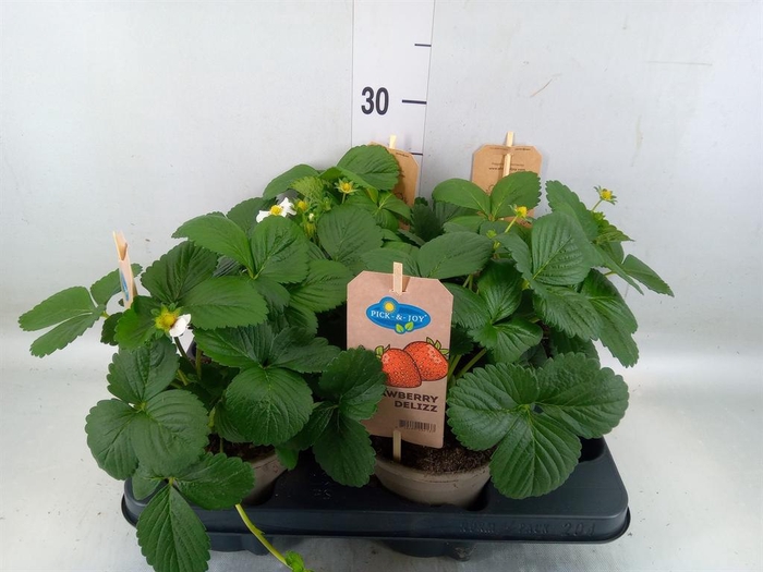 <h4>Fragaria   ...</h4>