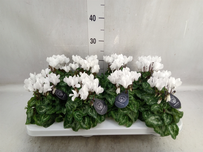 <h4>Cyclamen KL   ...patio</h4>