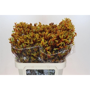 ANIGOZANTHOS  'GOLD FEVER'