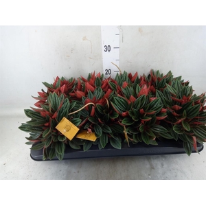 Peperomia caperata 'Rosso'