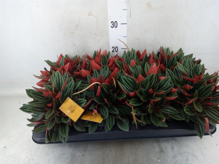 <h4>Peperomia caperata 'Rosso'</h4>