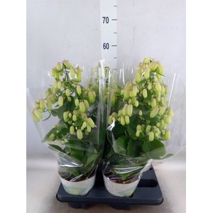 Kalanchoe  'Magic Bell'