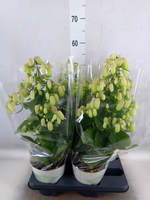 <h4>Kalanchoe  'Magic Bell'</h4>