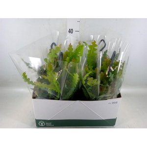 Epiphyllum anguliger