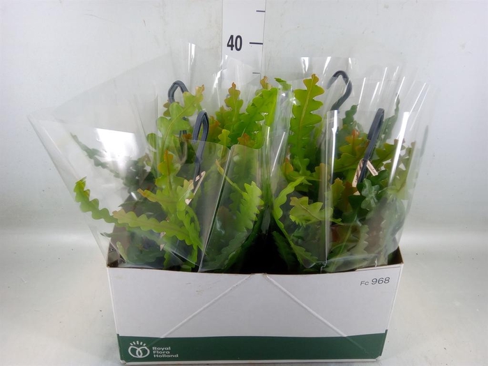 <h4>Epiphyllum anguliger</h4>