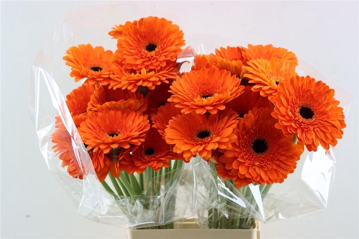 <h4>Ge Gr Bonanza</h4>