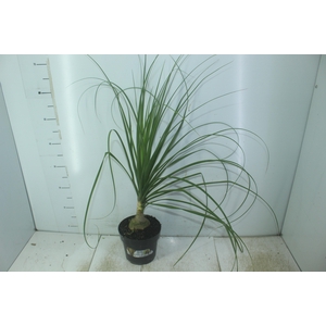 BEAUCARNEA P17