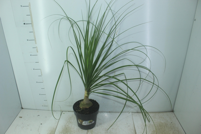 <h4>BEAUCARNEA P17</h4>
