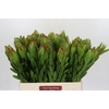 Leucadendron Goldstrike