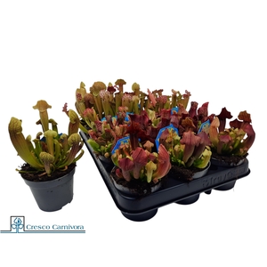 SARRACENIA OV