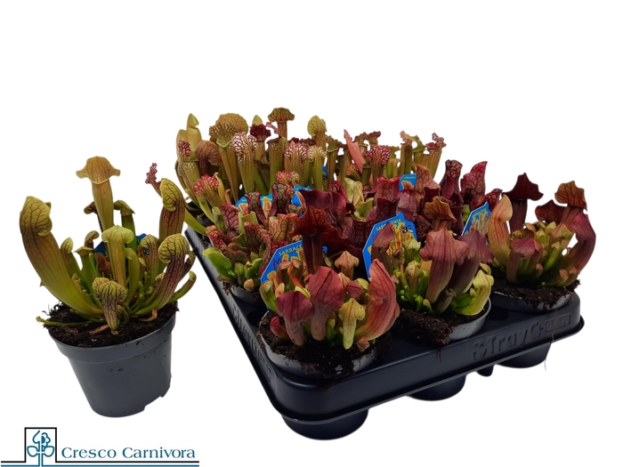 <h4>SARRACENIA OV</h4>