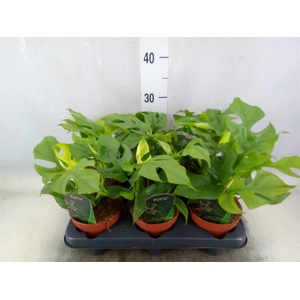 Rhaphidophora tetrasperma