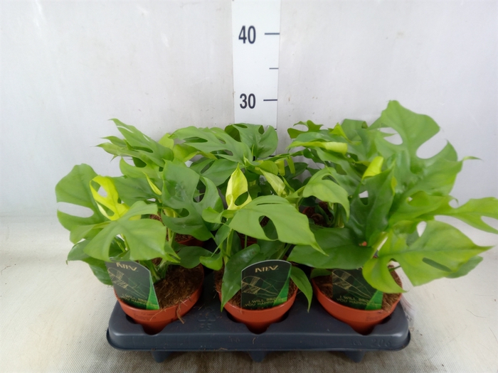 <h4>Rhaphidophora tetrasperma</h4>