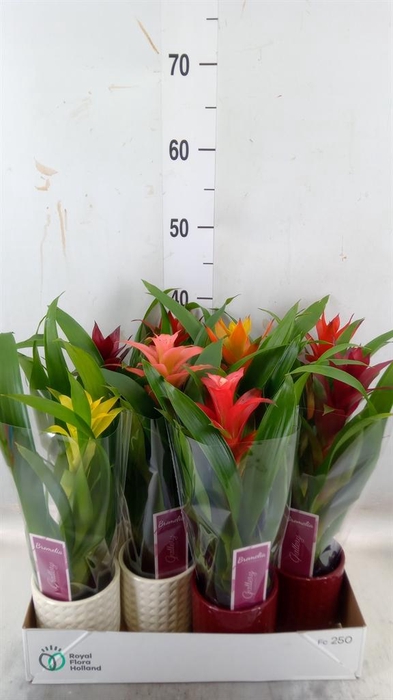 <h4>Guzmania ...mix</h4>