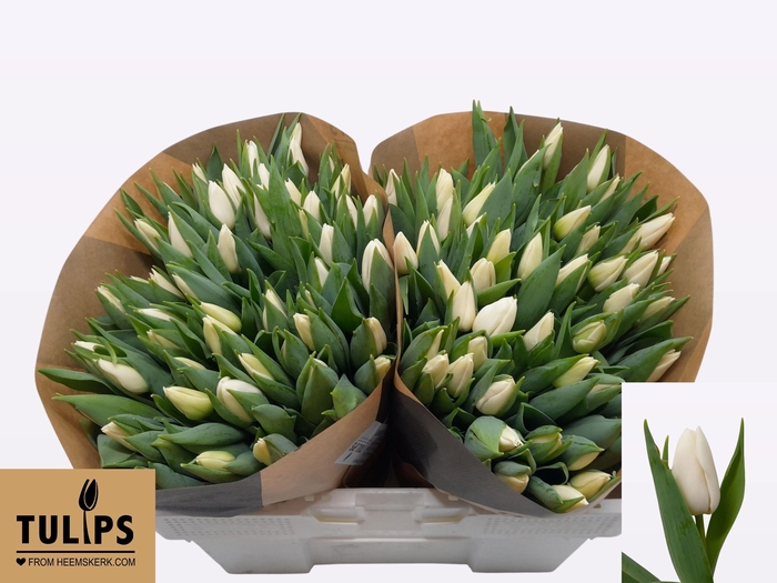 <h4>TU EN UPDATE</h4>