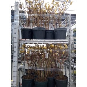 Edgeworthia chrys. 'Grandiflora'