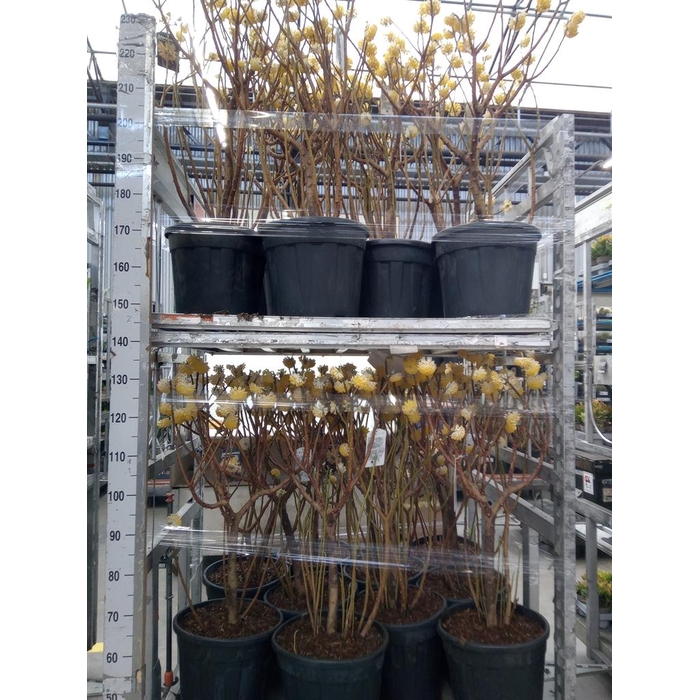 <h4>Edgeworthia chrys. 'Grandiflora'</h4>