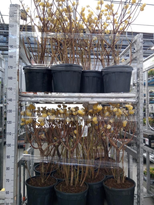 Edgeworthia chrys. 'Grandiflora'