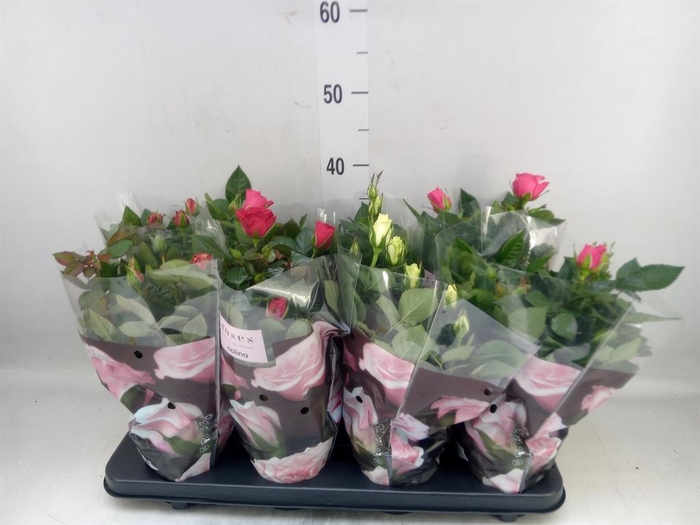 <h4>Rosa  'Patio-Hit'   ...mix 4</h4>