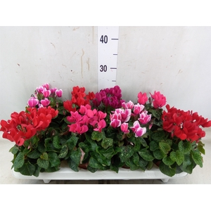 Cyclamen KL 'Compact'