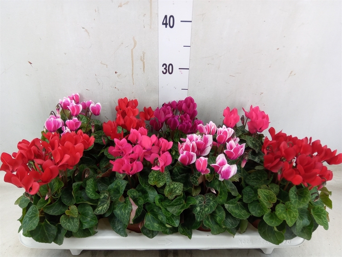<h4>Cyclamen KL 'Compact'</h4>