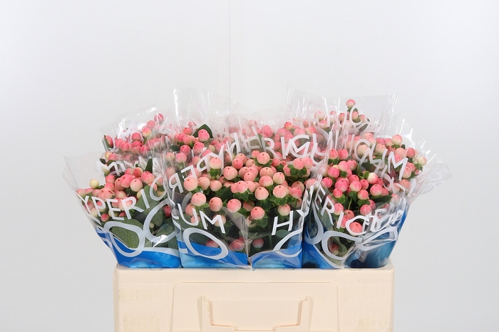 <h4>Hyp Coco Tiamo</h4>