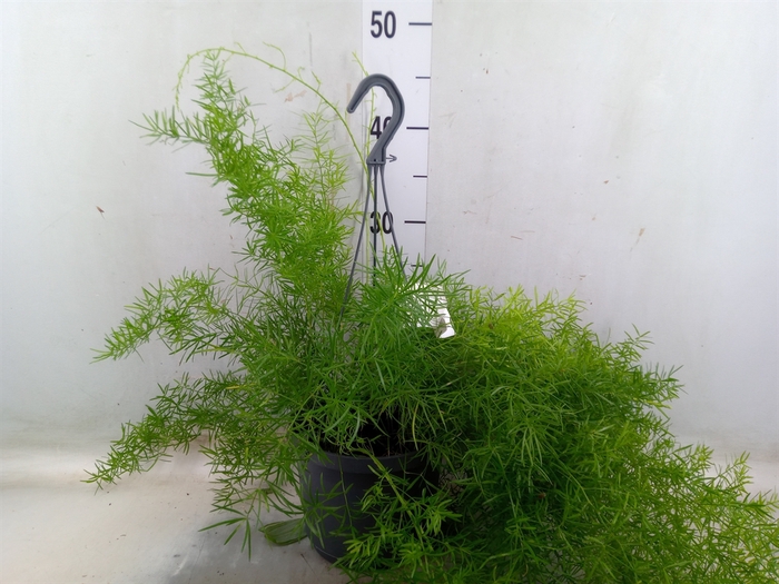 <h4>Asparagus dens. 'Sprengeri'</h4>