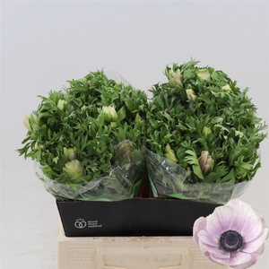 Anemone Galil Pastel