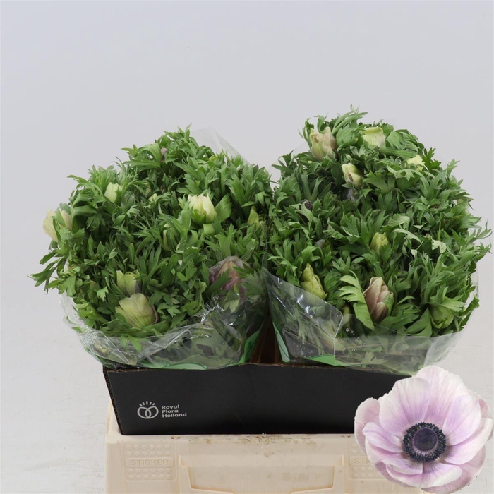 <h4>Anemone Galil Pastel</h4>