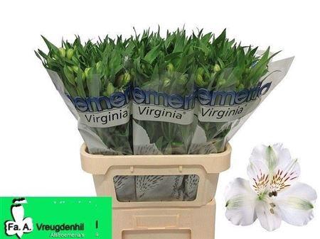<h4>Alstroemeria 'Virginia'</h4>