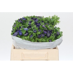 Anemone Levante Blue