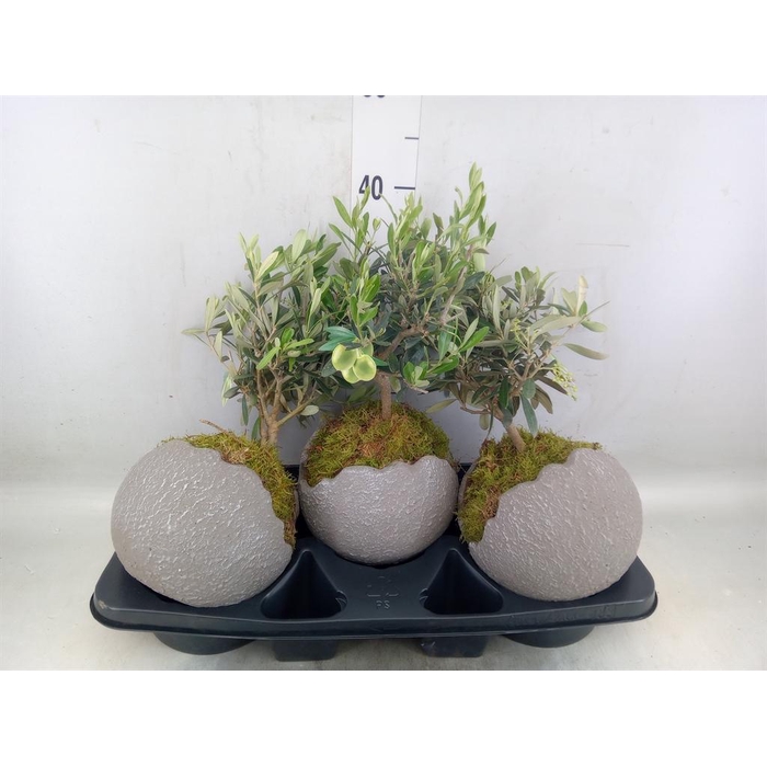 <h4>Arr.   Tuinplanten H%</h4>