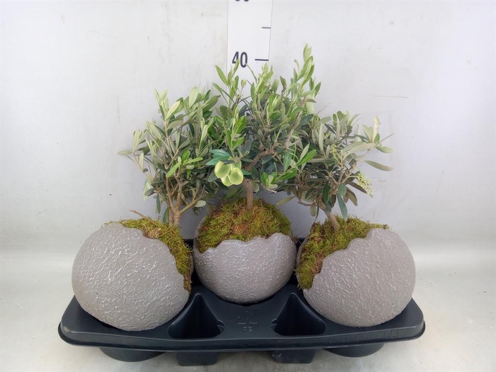 <h4>Arr.   Tuinplanten H%</h4>