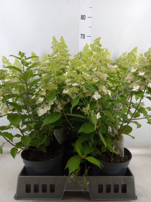 <h4>Hydrangea pan.</h4>