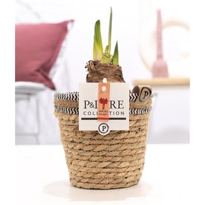 Hippeastrum red in P&PURE Basket 6