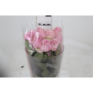 ROSA SHOCK AVALANCHE 040 CM ESTUFA