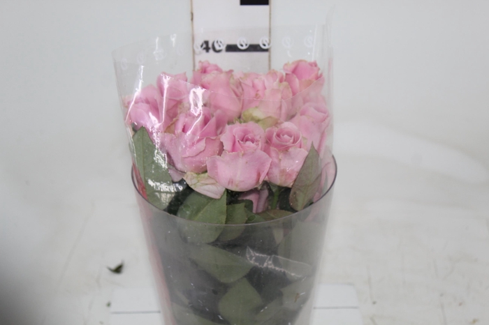 <h4>ROSA SHOCK AVALANCHE 040 CM ESTUFA</h4>