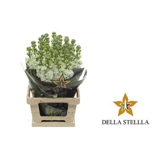 Matth Iron * Premium* White