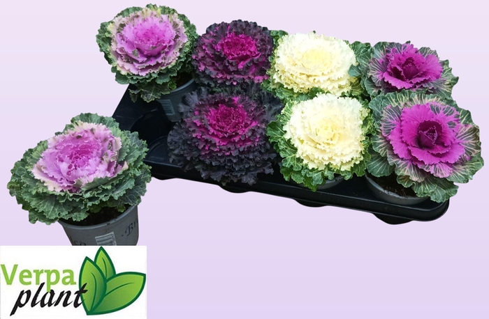 <h4>BRASSICA (SIERKOOL)</h4>